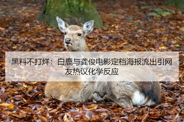 黑料不打烊：白鹿与龚俊电影定档海报流出引网友热议化学反应